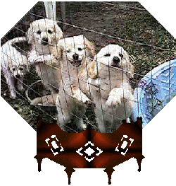 eskispan.gif - 44160 Bytes